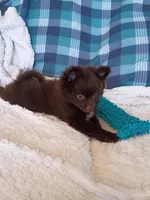 MOTHER'S DAY SALE Mocha , a female Pomeranian for sale in Tucson, AZ – 4 of 9
