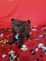  Mocha , a female Pomeranian for sale in Tucson, AZ – Photo 5 of 7