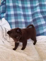 MOTHER'S DAY SALE Mocha , a female Pomeranian for sale in Tucson, AZ – 9 of 9