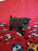 EASTER SALE! $200 OFF Mocha , a female Pomeranian for sale in Tucson, AZ – Photo 6 of 8