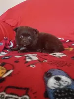 EASTER SALE! $200 OFF Mocha , a female Pomeranian for sale in Tucson, AZ – Photo 2 of 8