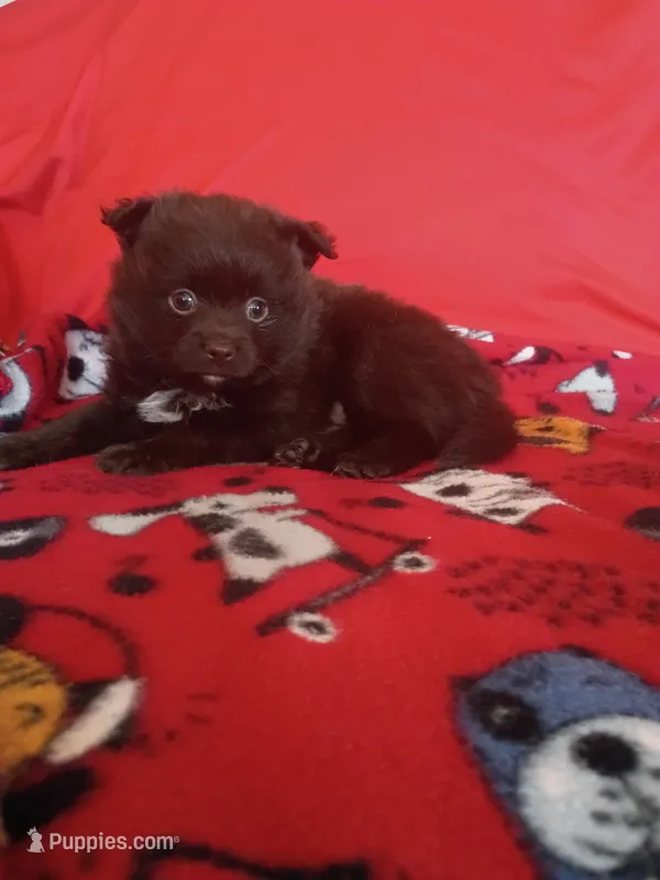 EASTER SALE! $200 OFF Mocha  – Pomeranian puppy for sale in Tucson, AZ