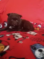 EASTER SALE! $200 OFF Mocha , a female Pomeranian for sale in Tucson, AZ – Photo 1 of 8