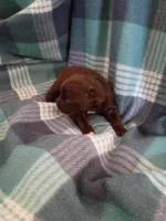 Mocha , a female Pomeranian for sale in Tucson, AZ – Photo 2 of 3