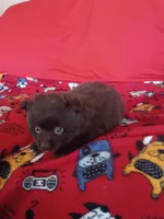 EASTER SALE! $200 OFF Mocha , a female Pomeranian for sale in Tucson, AZ – Photo 8 of 8