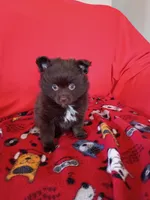  Mocha , a female Pomeranian for sale in Tucson, AZ – Photo 2 of 7