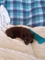 MOTHER'S DAY SALE Mocha , a female Pomeranian for sale in Tucson, AZ – 5 of 9