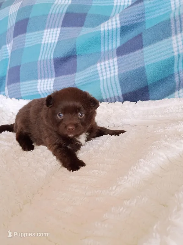 Mocha  – Pomeranian puppy for sale in Tucson, AZ