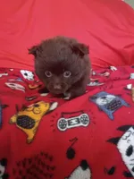 EASTER SALE! $200 OFF Mocha , a female Pomeranian for sale in Tucson, AZ – Photo 7 of 8