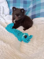 MOTHER'S DAY SALE Mocha , a female Pomeranian for sale in Tucson, AZ – 2 of 9