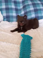 MOTHER'S DAY SALE Mocha , a female Pomeranian for sale in Tucson, AZ – 8 of 9