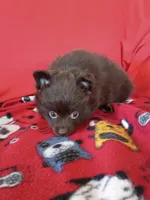  Mocha , a female Pomeranian for sale in Tucson, AZ – Photo 6 of 7