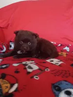 EASTER SALE! $200 OFF Mocha , a female Pomeranian for sale in Tucson, AZ – Photo 3 of 8