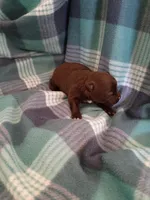 Mocha , a female Pomeranian for sale in Tucson, AZ – Photo 3 of 3