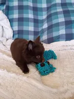 MOTHER'S DAY SALE Mocha , a female Pomeranian for sale in Tucson, AZ – 6 of 9