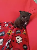  Mocha , a female Pomeranian for sale in Tucson, AZ – Photo 4 of 7