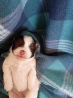 Luna, a female Pomeranian for sale in Tucson, AZ – Photo 3 of 4