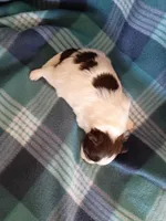 Luna, a female Pomeranian for sale in Tucson, AZ – Photo 4 of 4