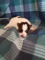 Luna, a female Pomeranian for sale in Tucson, AZ – Photo 2 of 4