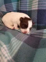 Luna, a female Pomeranian for sale in Tucson, AZ – Photo 1 of 4