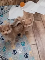SUMMER TIME SALE!   Phoenix, a female Pomeranian for sale in Tucson, AZ – 8 of 9