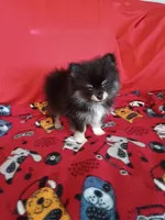 Weekend sale!! Diesel TEACUP , a male Pomeranian for sale in Tucson, AZ – 2 of 4