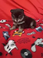 Loki, a female Pomeranian for sale in Tucson, AZ – 2 of 3