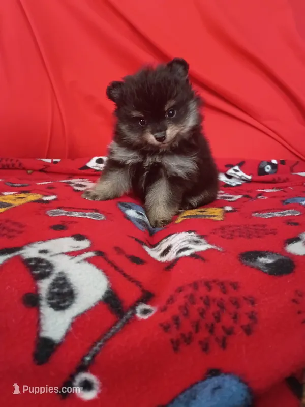 Loki – Pomeranian puppy for sale in Tucson, AZ