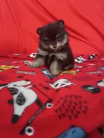 Loki, a female Pomeranian for sale in Tucson, AZ – 1 of 3