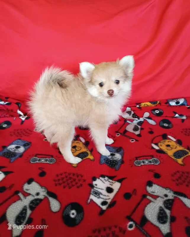 SUMMER TIME SALE!   Phoenix – Pomeranian puppy for sale in Tucson, AZ