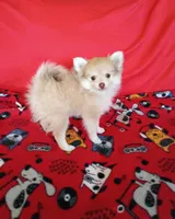 SUMMER TIME SALE!   Phoenix, a female Pomeranian for sale in Tucson, AZ – 1 of 9