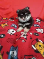  Weekend sale!! Stormy, a female Pomeranian for sale in Tucson, AZ – 6 of 7