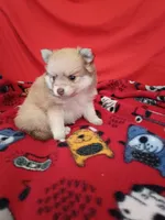 Phoenix, a female Pomeranian for sale in Tucson, AZ – 5 of 5