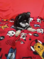  Weekend sale!! Stormy, a female Pomeranian for sale in Tucson, AZ – 5 of 7