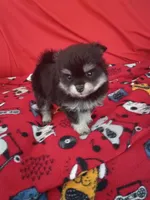 Stormy, a female Pomeranian for sale in Tucson, AZ – 5 of 5