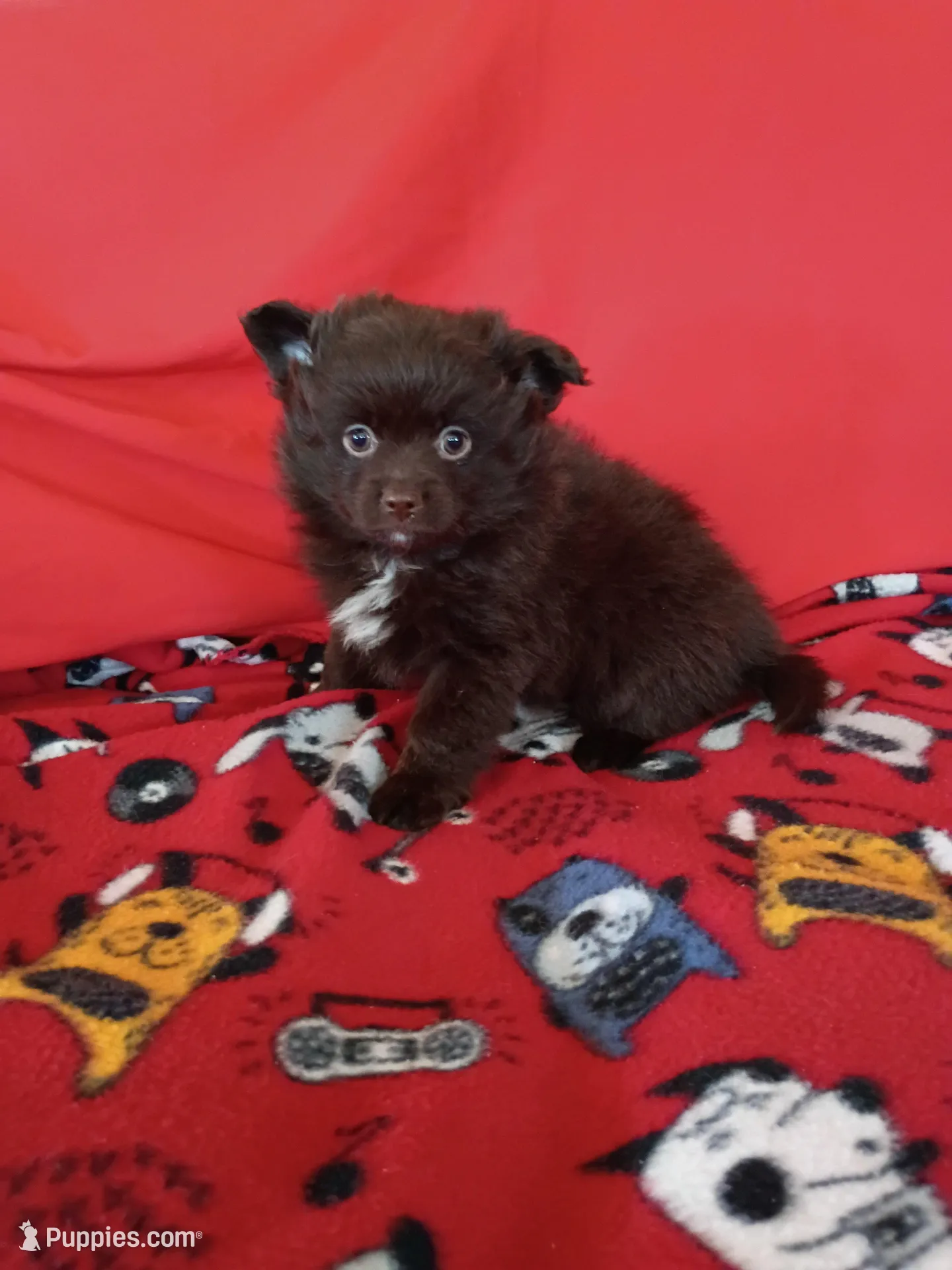  Mocha , a female Pomeranian for sale in Tucson, AZ – Photo 1 of 7