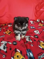 Weekend sale!! Stella, a female Pomeranian for sale in Tucson, AZ – 3 of 4