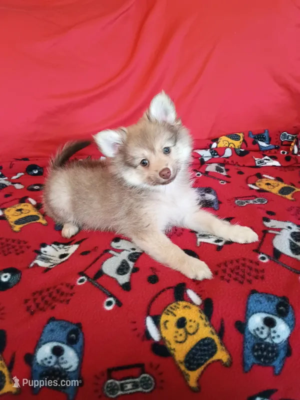 Rue  – Pomeranian puppy for sale in Tucson, AZ
