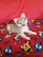 Rue , a male Pomeranian for sale in Tucson, AZ – 1 of 6