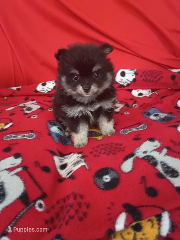 Stella – Pomeranian puppy for sale in Tucson, AZ