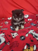 Stella, a female Pomeranian for sale in Tucson, AZ – 1 of 4