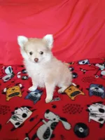 SUMMER TIME SALE!   Phoenix, a female Pomeranian for sale in Tucson, AZ – 6 of 9