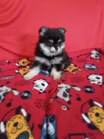  Weekend sale!! Stormy, a female Pomeranian for sale in Tucson, AZ – 4 of 7