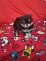 Stormy, a female Pomeranian for sale in Tucson, AZ – 2 of 5
