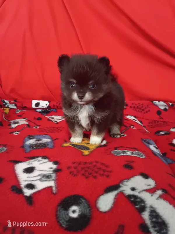 Diesel TEACUP  – Pomeranian puppy for sale in Tucson, AZ