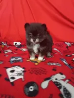 Diesel TEACUP , a female Pomeranian for sale in Tucson, AZ – 1 of 1