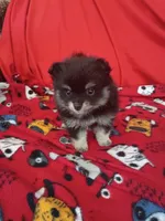 Stella, a female Pomeranian for sale in Tucson, AZ – 4 of 4