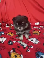 Stella, a female Pomeranian for sale in Tucson, AZ – 3 of 4
