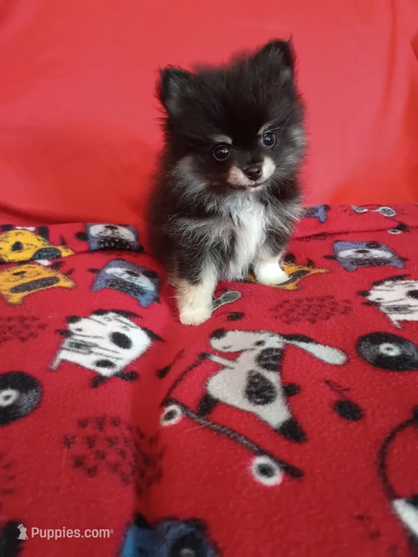 Weekend sale!! Diesel TEACUP  – Pomeranian puppy for sale in Tucson, AZ