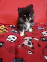 Weekend sale!! Diesel TEACUP , a male Pomeranian for sale in Tucson, AZ – 1 of 4